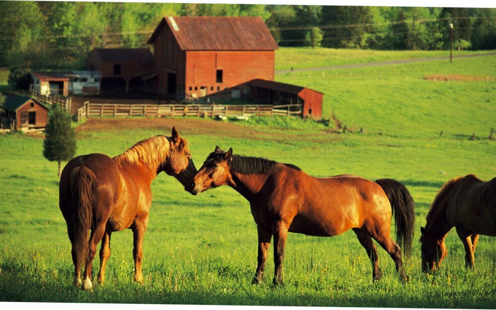 What to know before Buying Your Dream Equestrian Farm