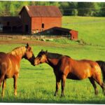 What to know before Buying Your Dream Equestrian Farm